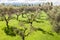 Winery Garden Mendoza Argentina