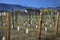 Winery New Vineyards Napa California