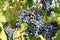 Winery-Pinot Noir Grapes 3