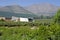 Winery and Vineyard in Aconcagua Valley Chile #5