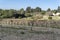 Winery and vineyard cultivation in Mallorca