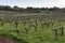 Winery and vineyard cultivation in Mallorca