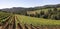 Winery Vineyard Landscape
