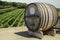 Winery with wooden barrel and grape vine rows