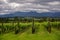 Winery at Yarra Valley in Victoria