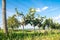 Wineyard with blue sky