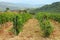 Wineyard in Chianti in Tuscany