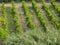 Wineyard in the countryside, Conero, Marche, Italy