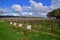 Wineyard with description of four seasons during winter in South Australia with hills in the background