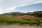 Wineyard fields in Tuscany, Italy