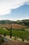 Wineyard fields in Tuscany, Italy