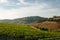 Wineyard fields in Tuscany, Italy