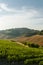 Wineyard fields in Tuscany, Italy