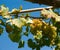 Wineyard grape cluster