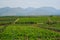 Wineyard with grape rows