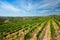 Wineyard with grape rows