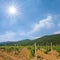 Wineyard in the mountain valley