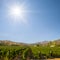 Wineyard in mountain valley