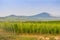 wineyard near Villany, Hungary