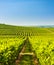 wineyard near Villany in Hungary