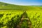 wineyard near Villany in Hungary