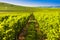 wineyard near Villany in Hungary