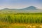 wineyard near Villany in Hungary