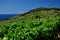 Wineyard seaview, Giglio Island, Tuscany, Italy