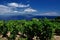 Wineyard seaview with sky, Giglio Island, Tuscany, Italy