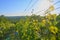 Wineyard at spring. Sun flare. Vineyard landscape. Vineyard rows at South Moravia, Czech Republic