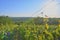 Wineyard at spring. Sun flare. Vineyard landscape. Vineyard rows at South Moravia, Czech Republic