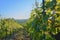 Wineyard at spring. Sun flare. Vineyard landscape. Vineyard rows at South Moravia, Czech Republic