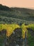 Wineyard in tuscany