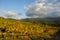 Wineyard in tuscany