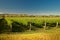 Wineyard, winery New Zealand, typical Marlborough landscape with wineyards and roads, hills and mountains