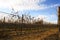 Wineyard on winter, with beautiful sky. Clouds and sun.
