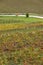 Wineyards in St. Emilion, autumn. Agriculture industry in Aquitaine. France