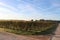 Wineyards at Sunrise - Sauternes, France