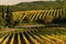 Wineyards in Tuscany, Chianti, Italy