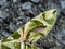 Wing of Butterfly Camouflage