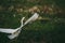 Wing flap of a beautiful egret