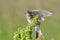 Wing flapping Eurasian Skylark