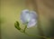 winged bean flower, Psophocarpus tetragonolobus, galle, sri lanka