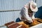 Winged bee slowly flies to beekeeper collect nectar on private apiary