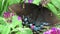 Winged Black Swallowtail Butterfly Video