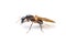 Winged Carpenter ant