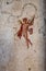 Winged cupids fight, little gods of ancient Rome in Pompeii.