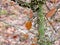 Winged Elm tree trunk and branches and leaves