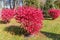 Winged euonymus bushes with red leaves on lawn in park