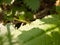 A winged flying insect large macro resting upon a forest leaf